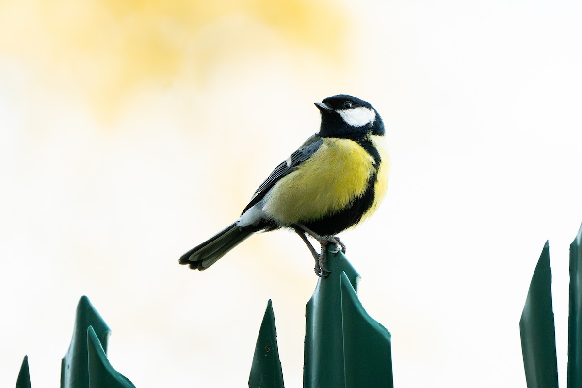 Great Tit - ML617087496