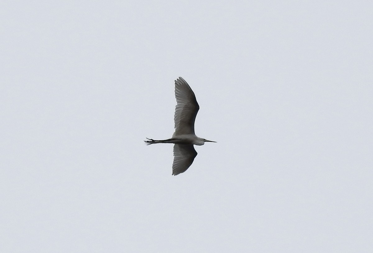 Great Egret - ML617087497