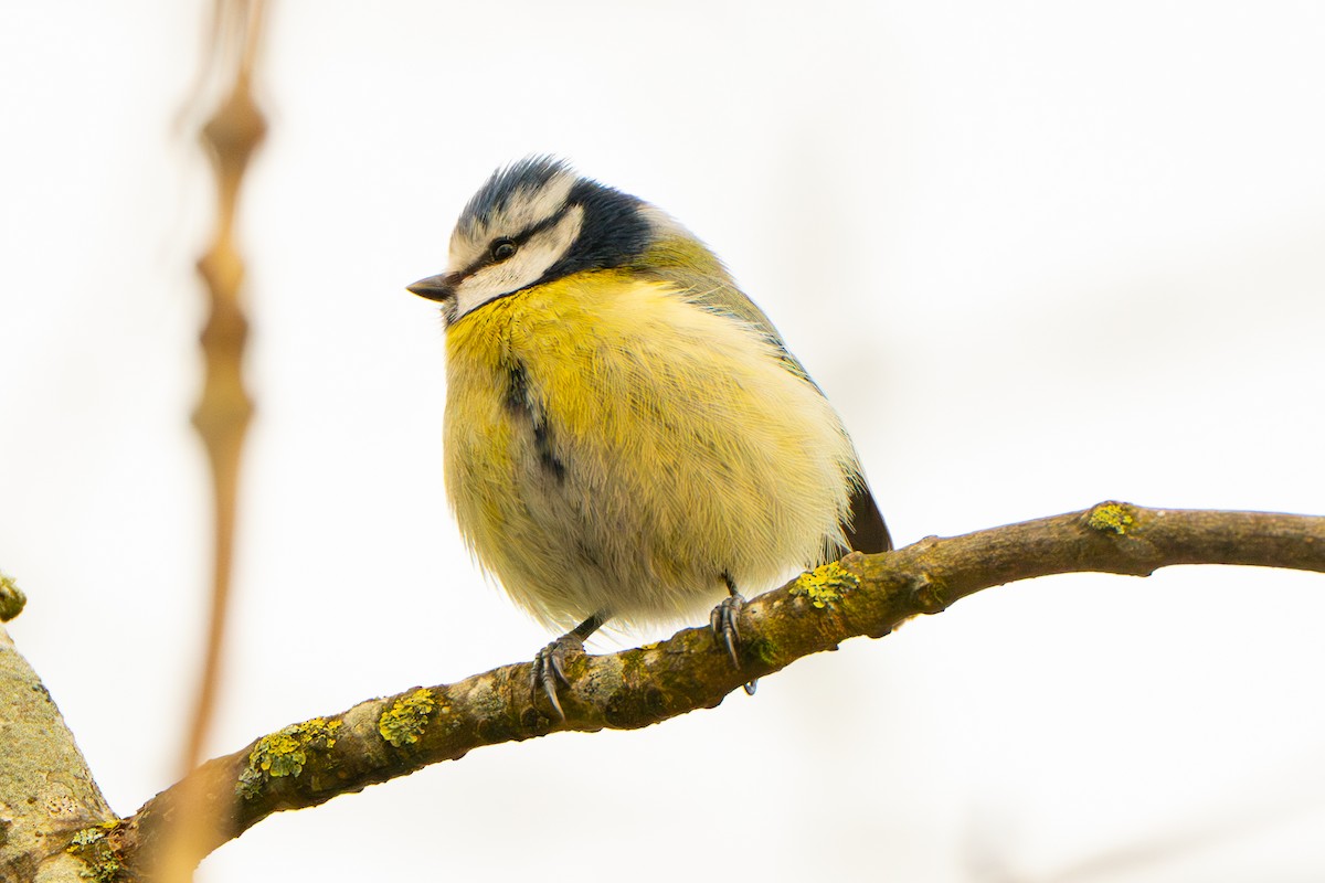 Eurasian Blue Tit - ML617087508