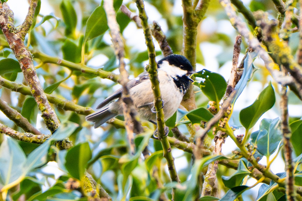 Өдөрч хөх бух - ML617087510