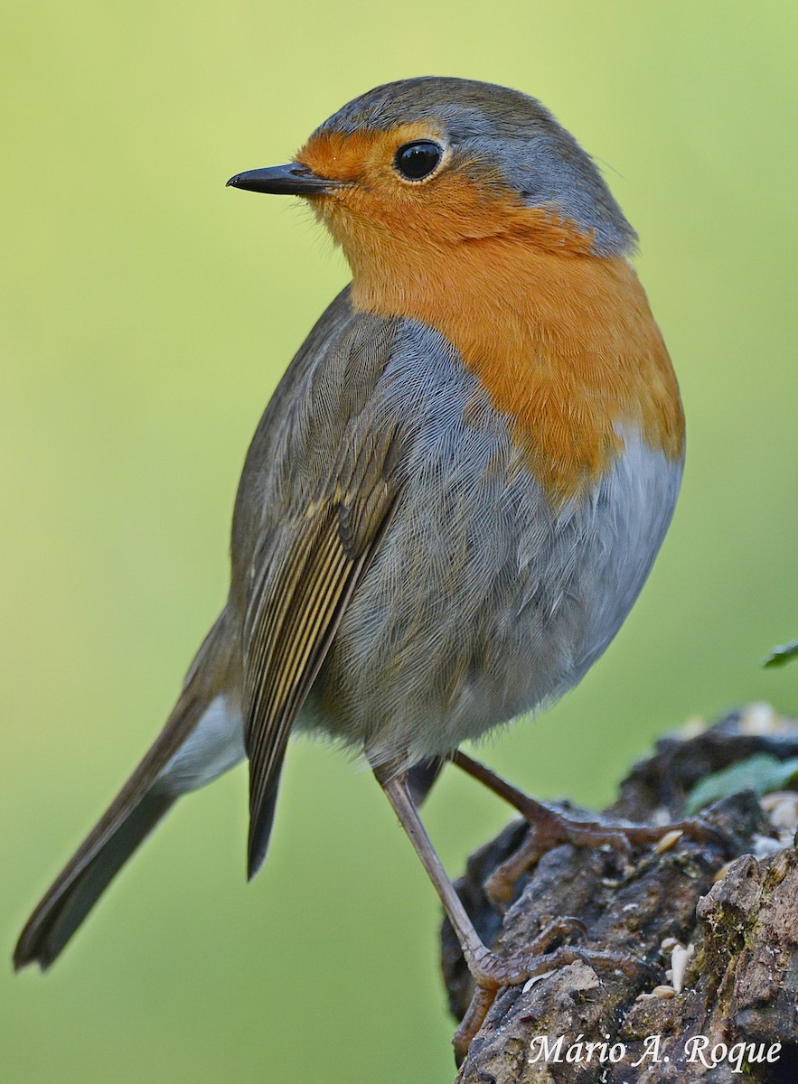 European Robin - Mário Roque