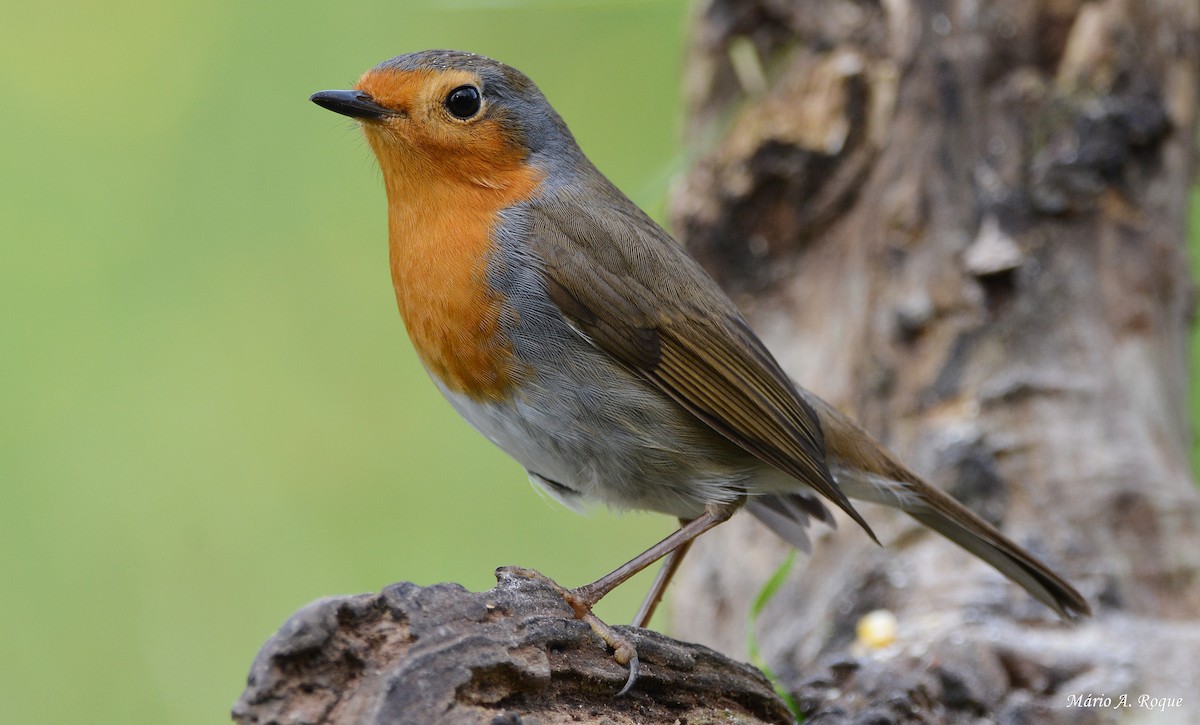 European Robin - Mário Roque