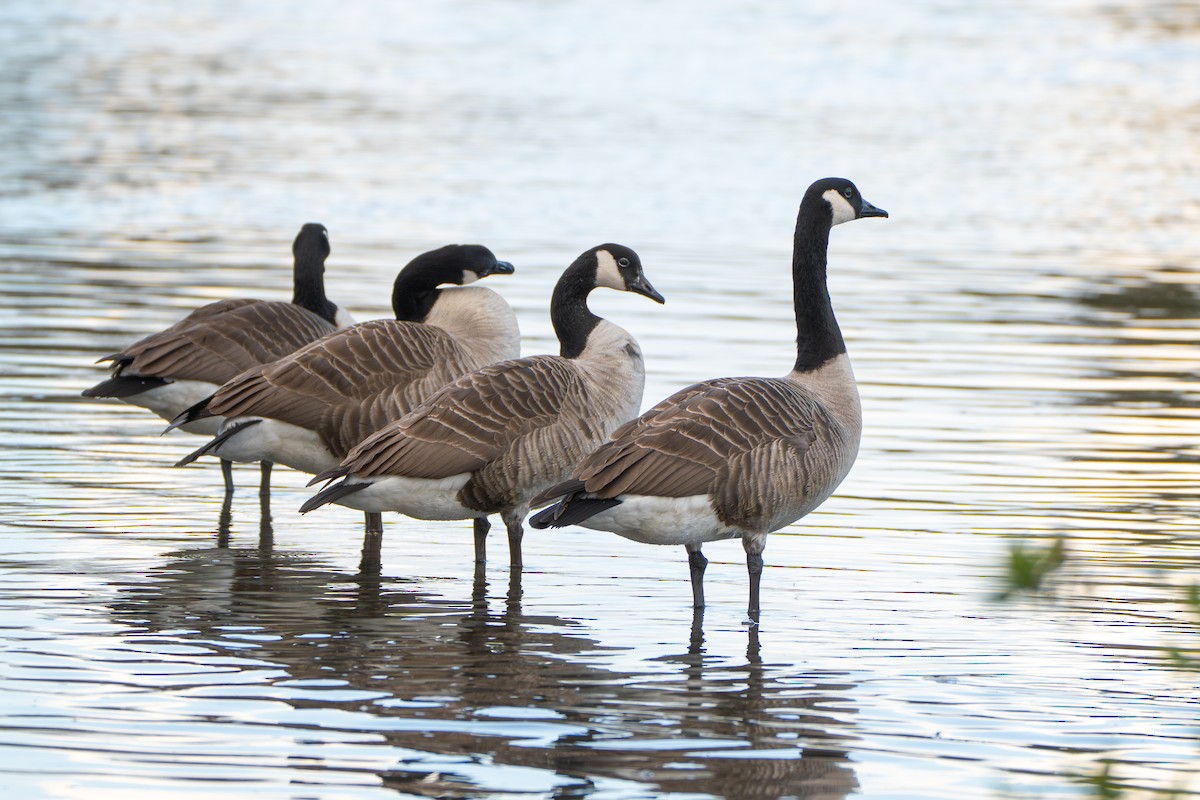 Канад галуу - ML617087547