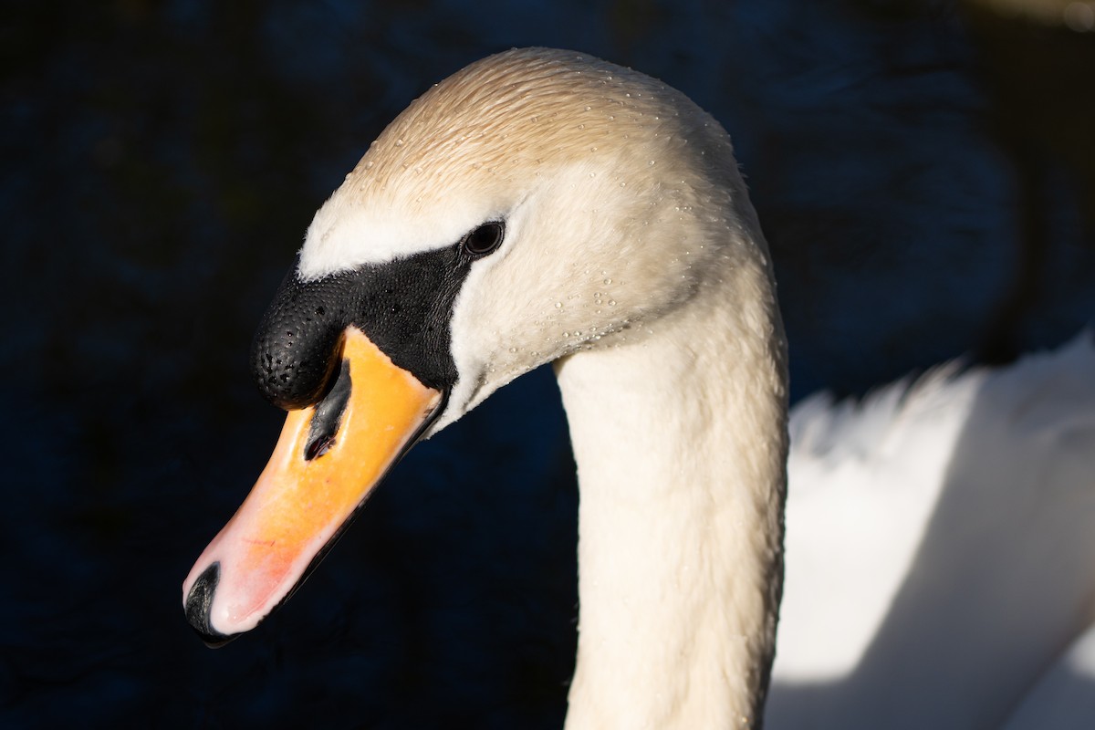 Хуруут хун - ML617087552