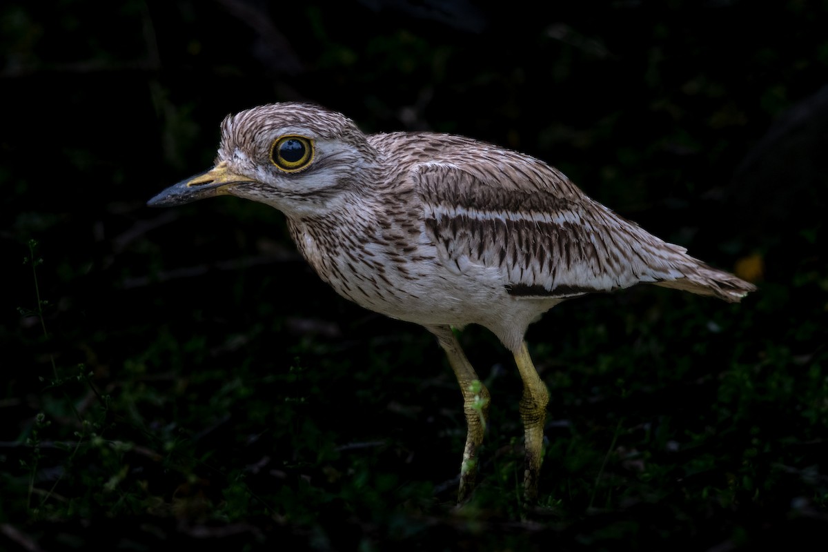 Indian Thick-knee - ML617087556