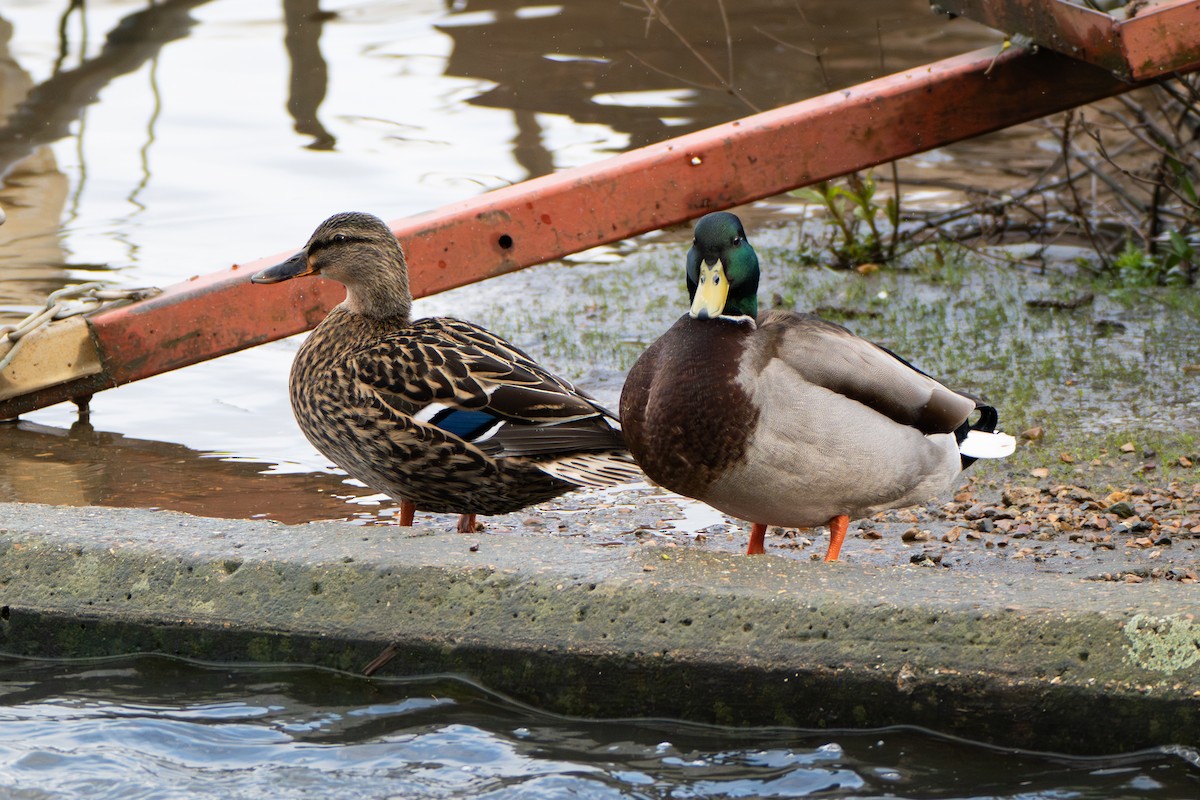 Зэрлэг нугас - ML617087563