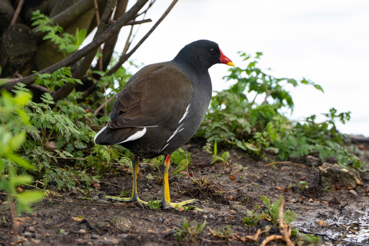 Хажилгат түнжүүр - ML617087569