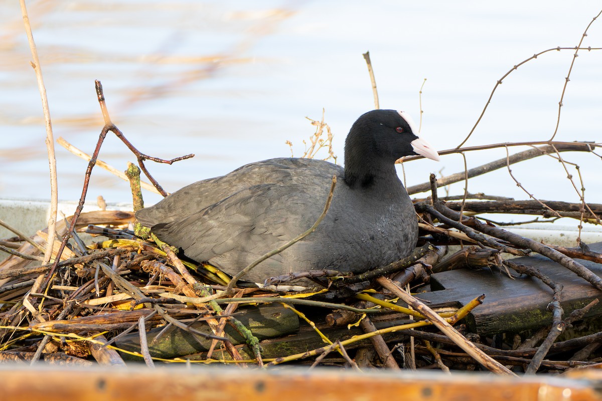 Халзан түнжүүр - ML617087576