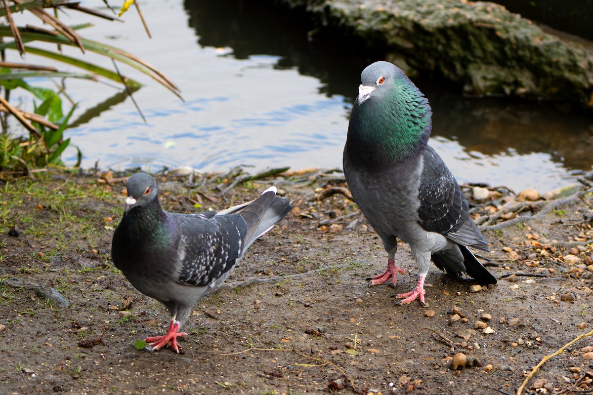 Хөхвөр тагтаа (суурин газрын) - ML617087589