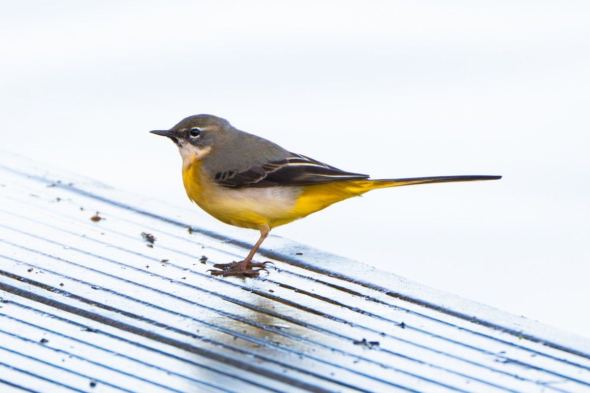 Уулын цэгцгий - ML617087592