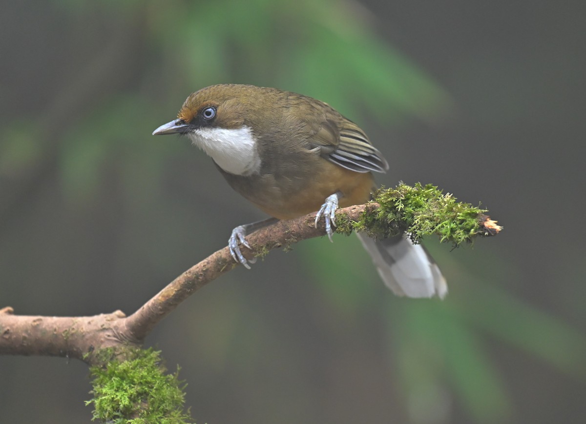 White-throated Laughingthrush - Arindam Roy