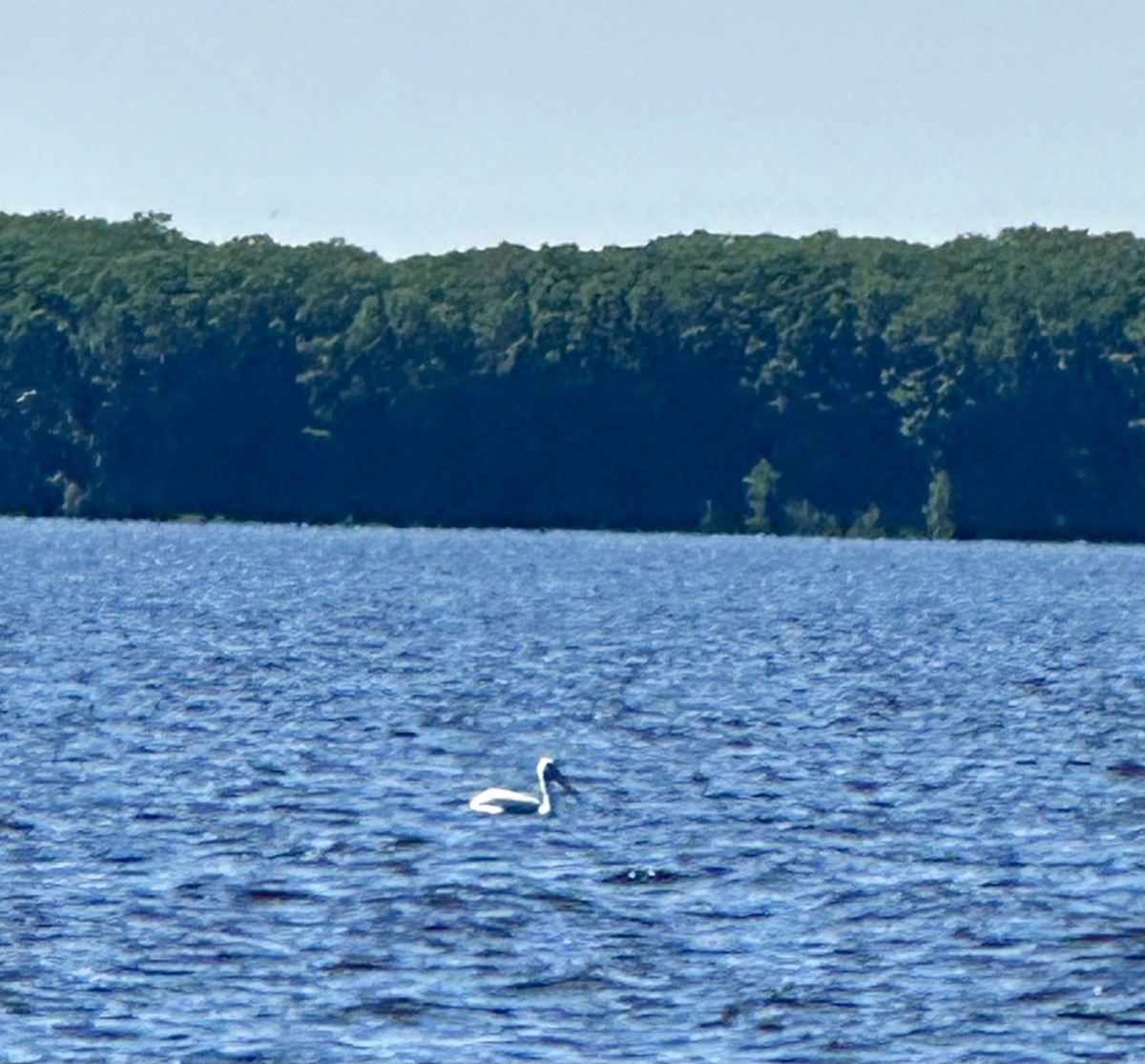 American White Pelican - ML617087624
