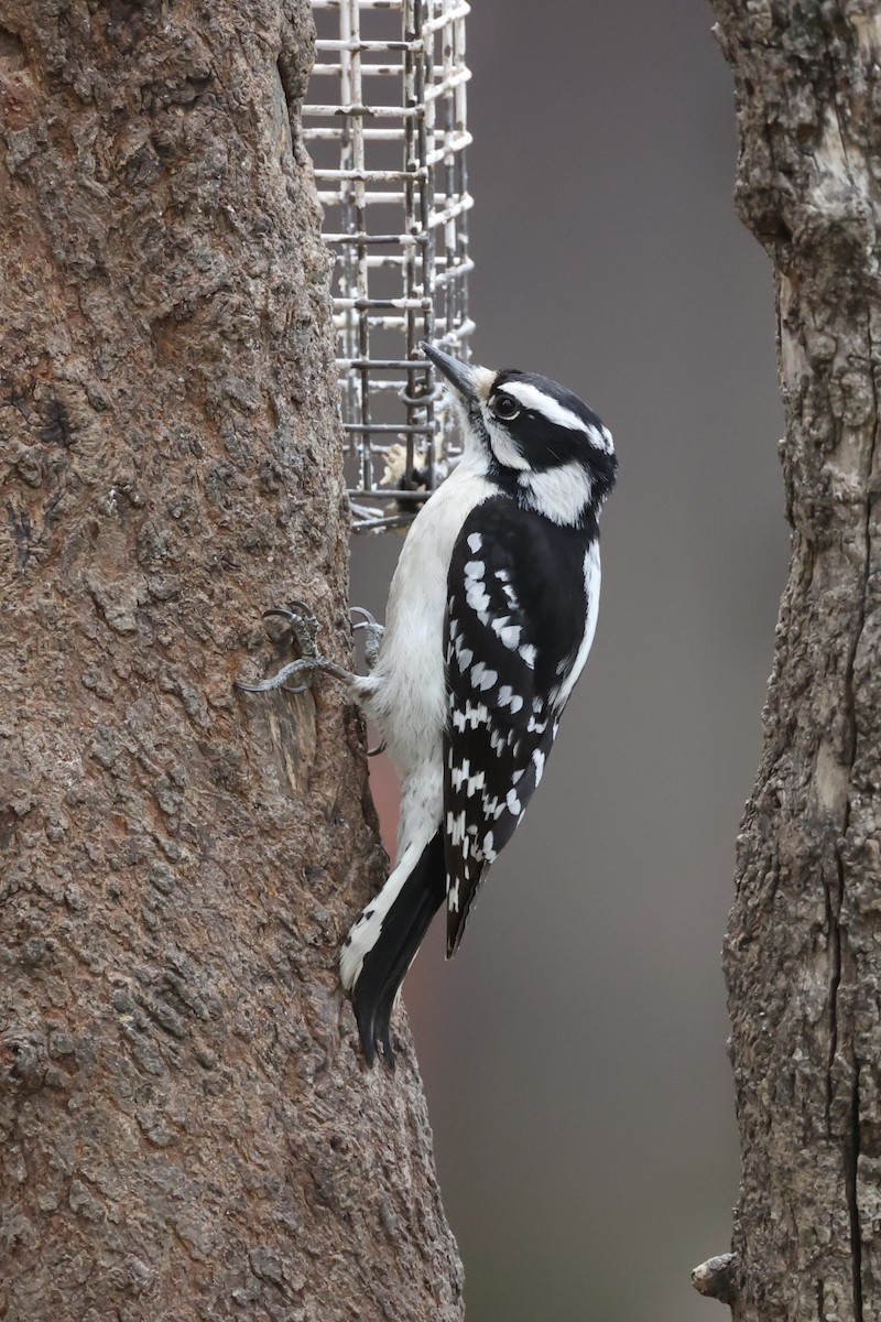 Downy Woodpecker - ML617087635