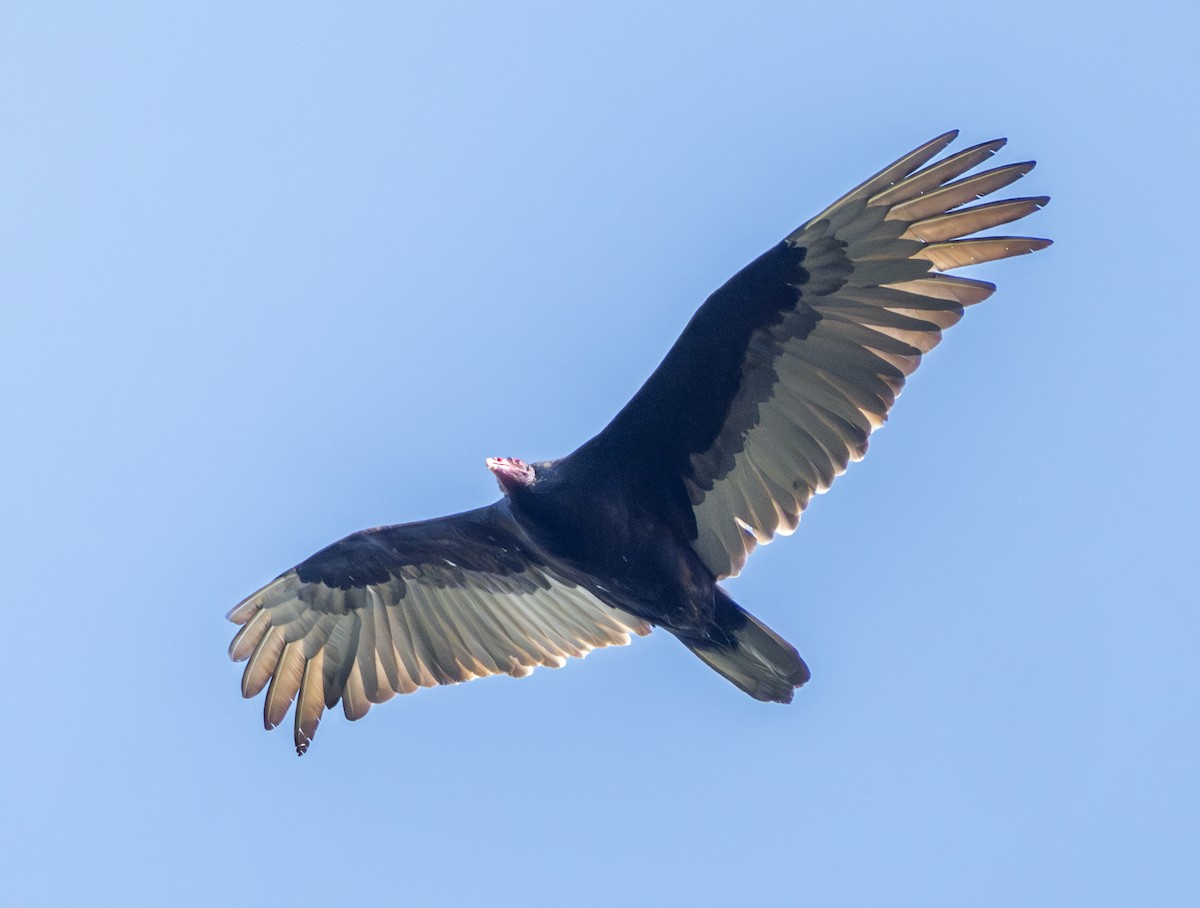 Turkey Vulture - Greg Courtney
