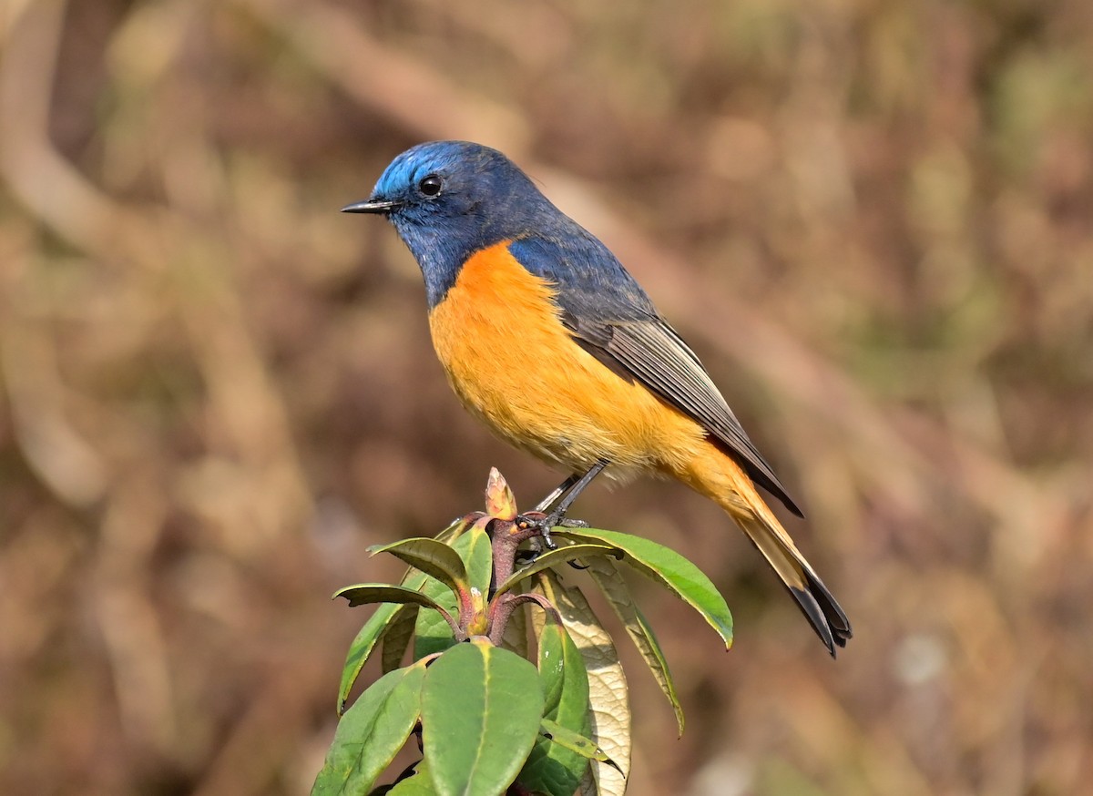 Blue-fronted Redstart - ML617087700