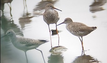 Pettegola - ML617087758