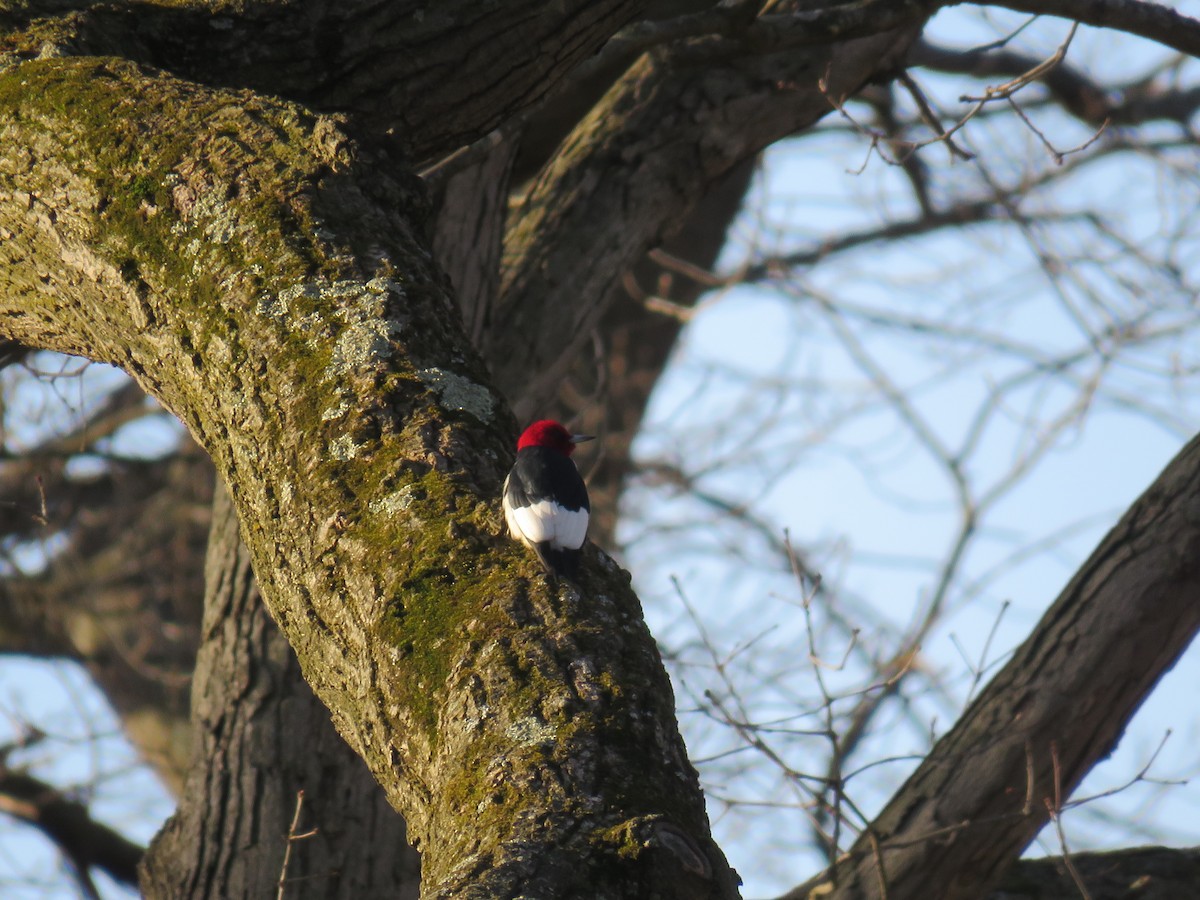 Red-headed Woodpecker - ML617087789