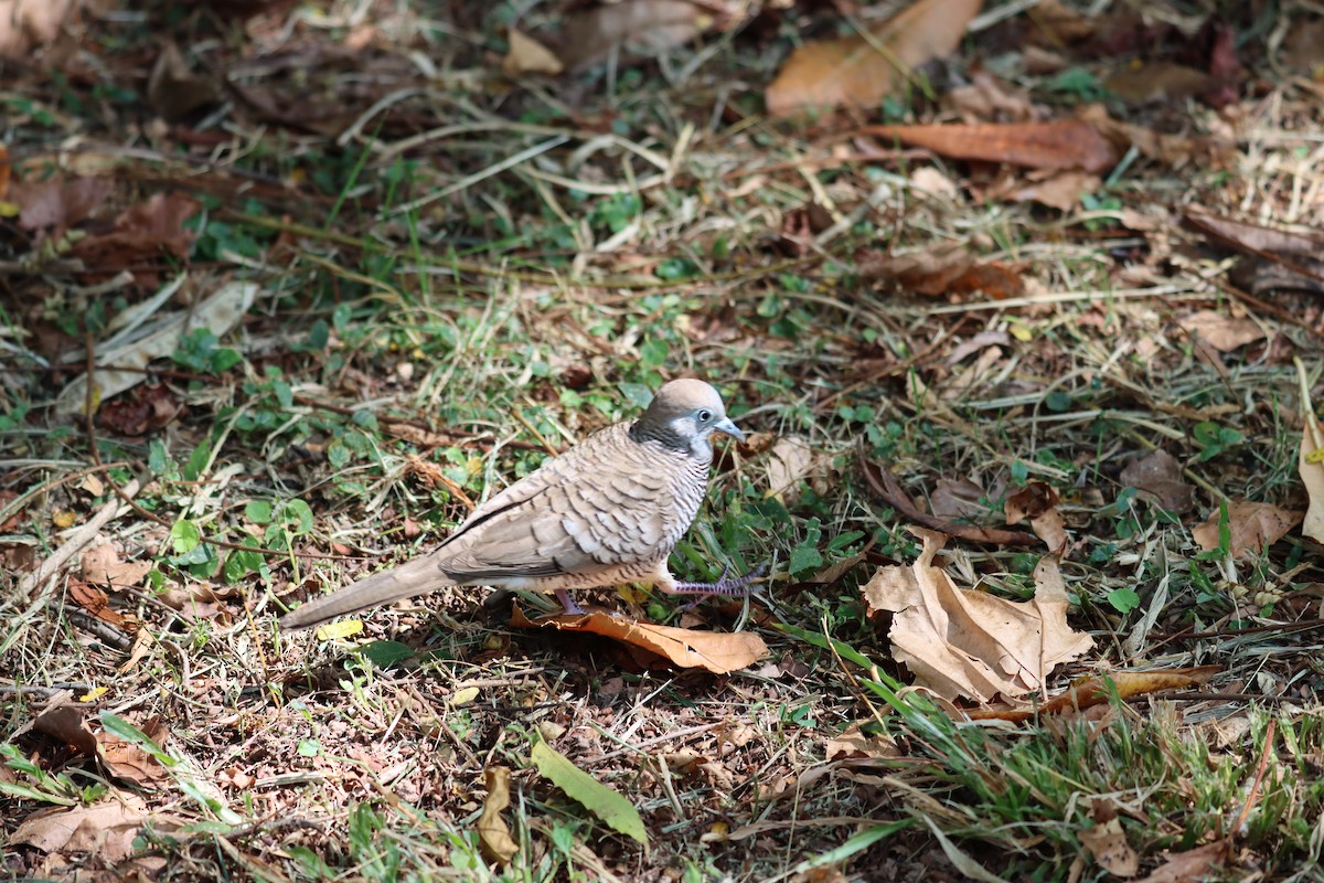 Zebra Dove - ML617087822