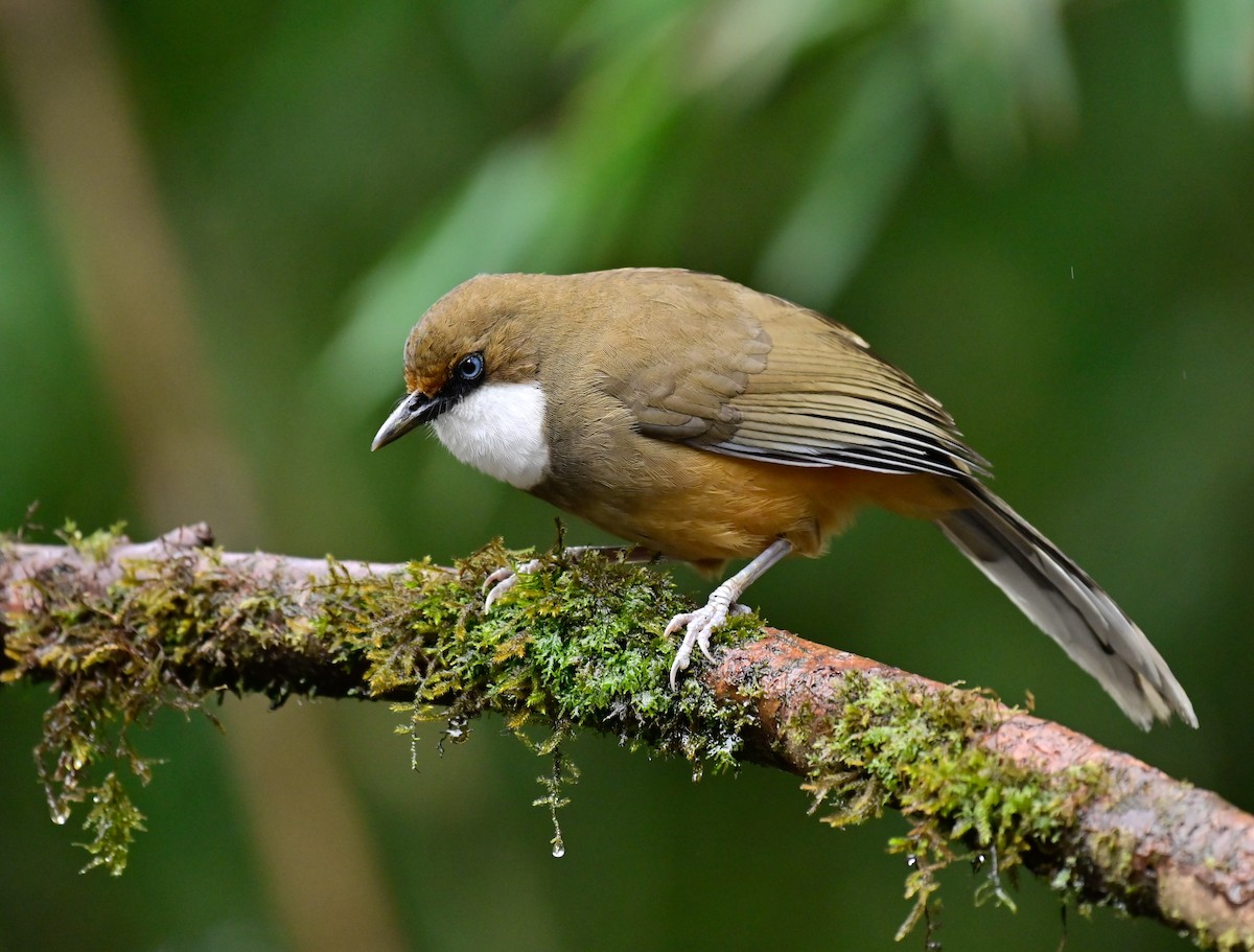 White-throated Laughingthrush - Arindam Roy