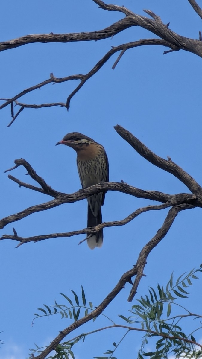 Spiny-cheeked Honeyeater - ML617087834