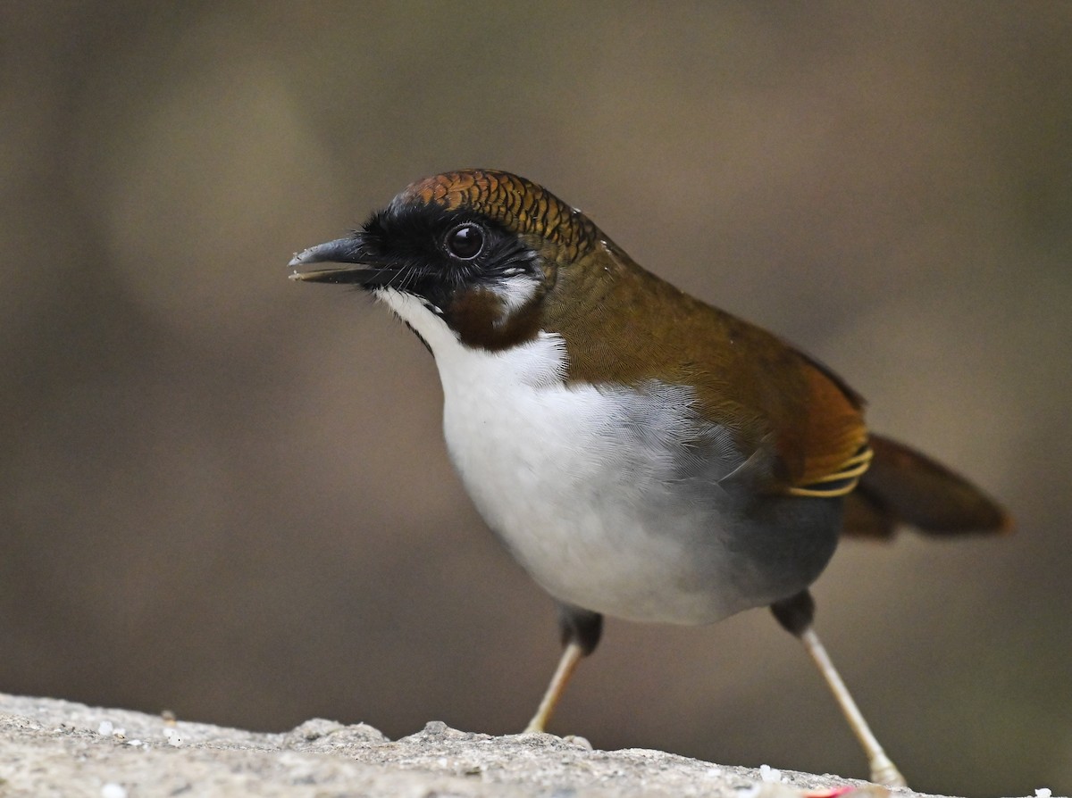 Gray-sided Laughingthrush - Arindam Roy