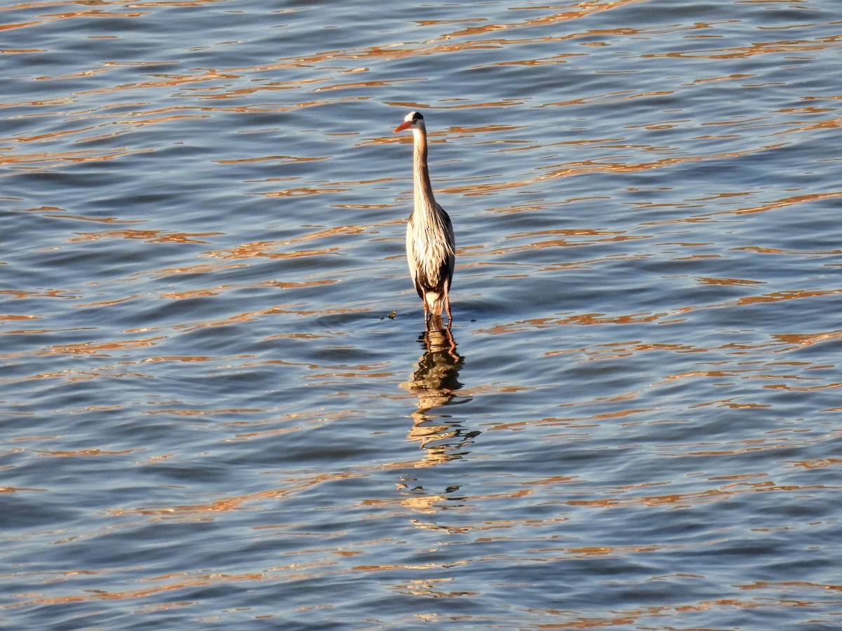 Great Blue Heron - ML617087889