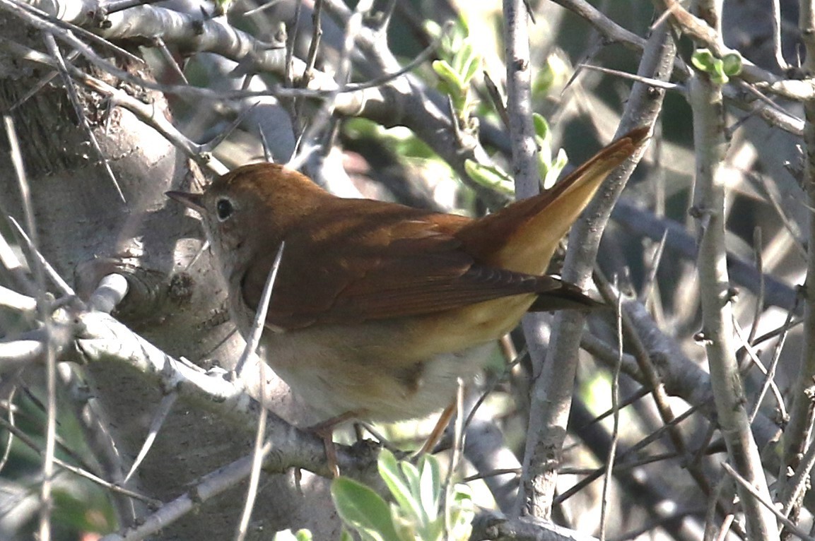 Common Nightingale - ML617087916