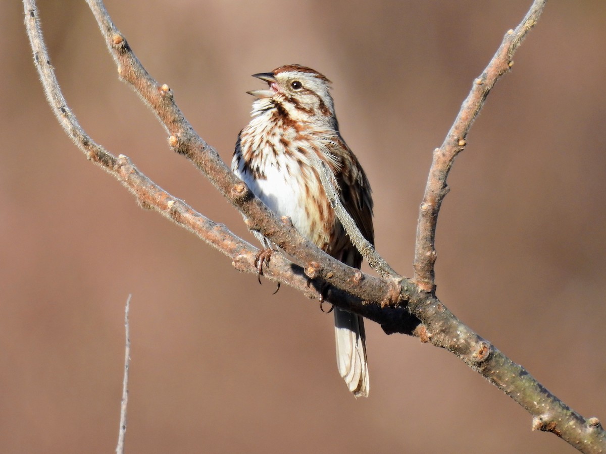 Song Sparrow - Lisa Schibley