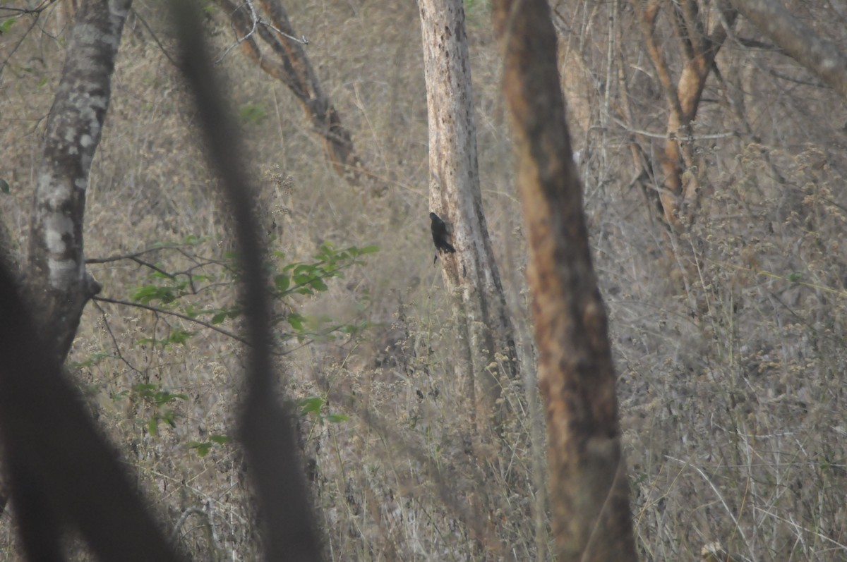 Greater Racket-tailed Drongo - ML617087963