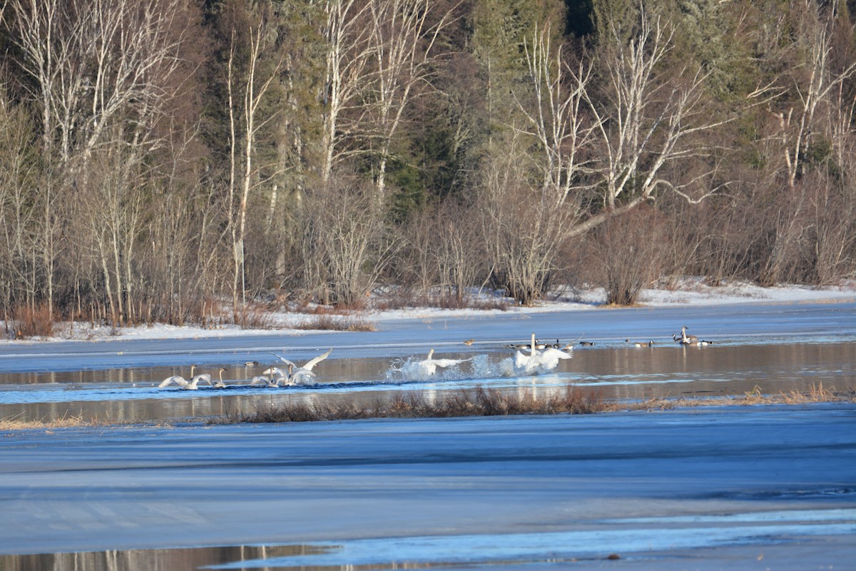 Trumpeter Swan - Bruno Major