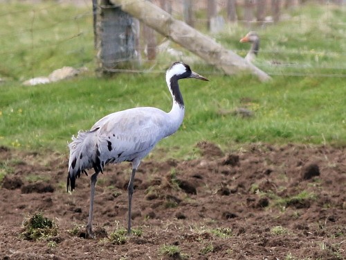 Common Crane - ML617087994