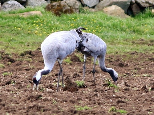 Common Crane - ML617088001