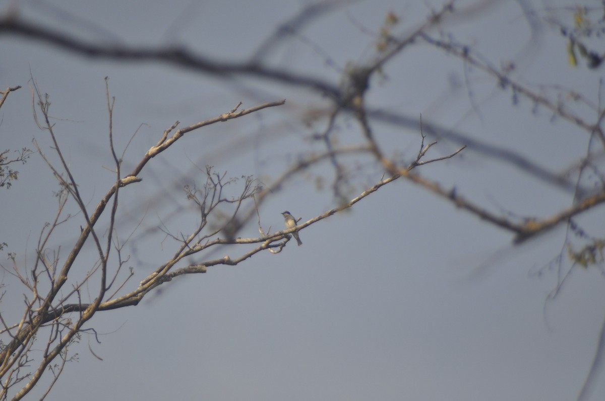 Common Woodshrike - ML617088006