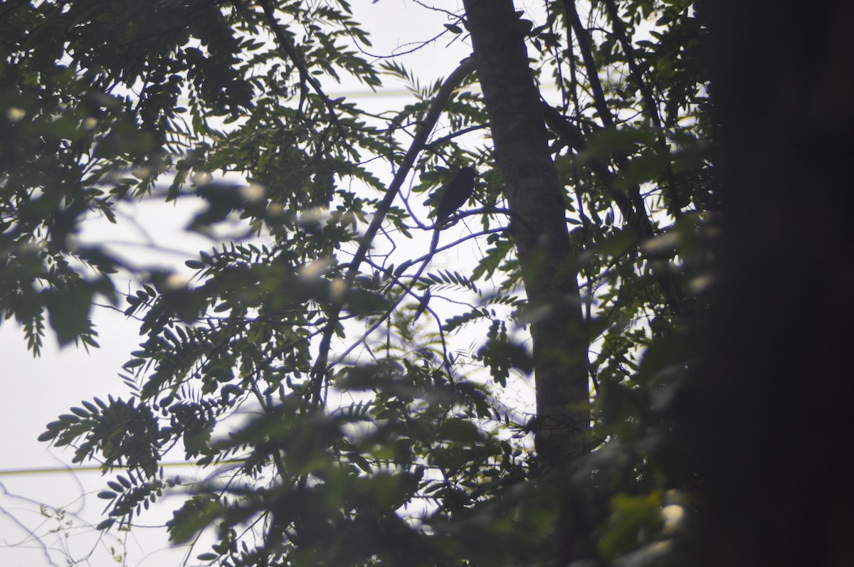 Greater Racket-tailed Drongo - ML617088012