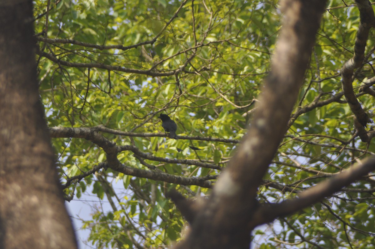 Greater Racket-tailed Drongo - ML617088016