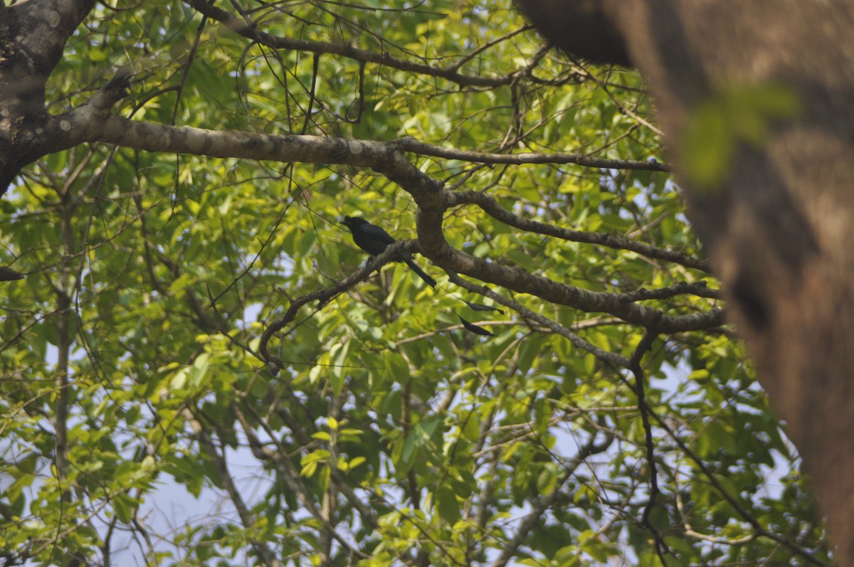 Drongo à raquettes - ML617088020