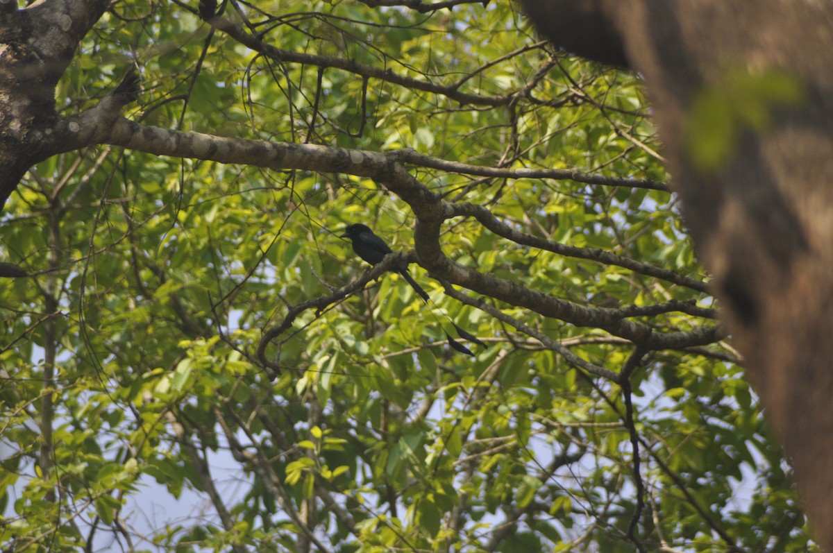 Greater Racket-tailed Drongo - ML617088021