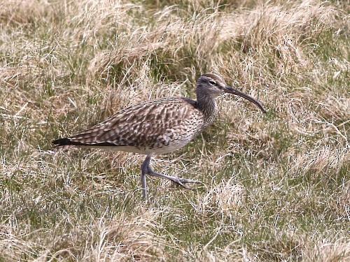 Regenbrachvogel (phaeopus) - ML617088026