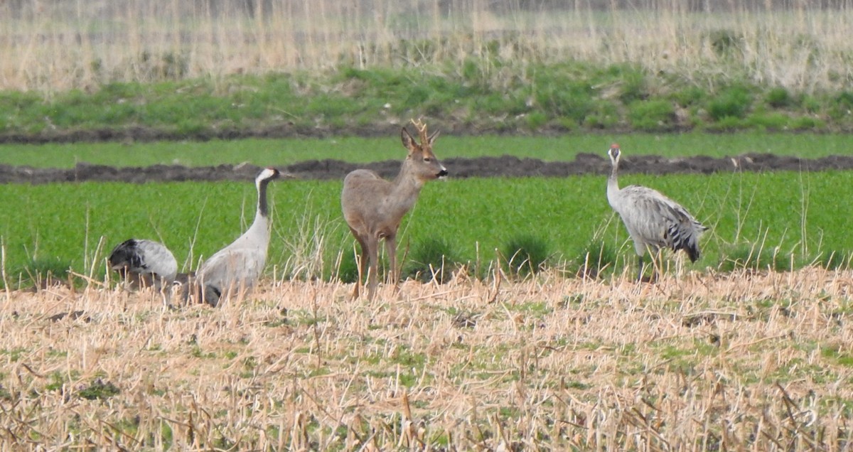 Common Crane - ML617088039