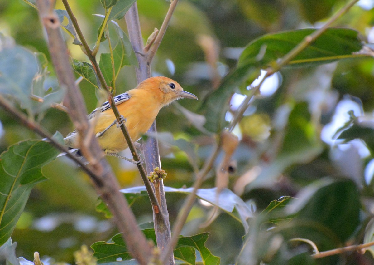 Large-billed Antwren - ML617088054