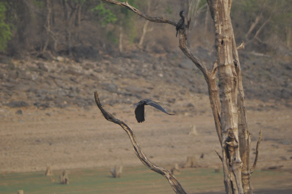 Oriental Darter - Anirudh Nayak