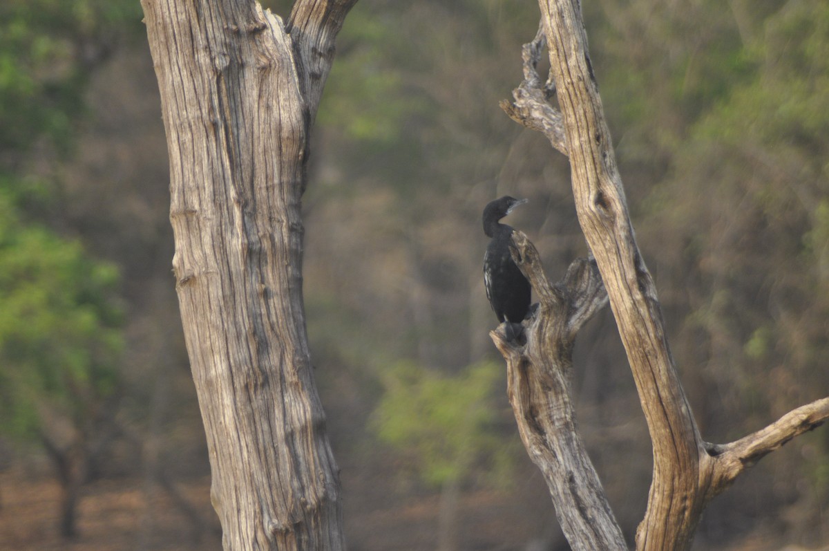 Little Cormorant - Anirudh Nayak