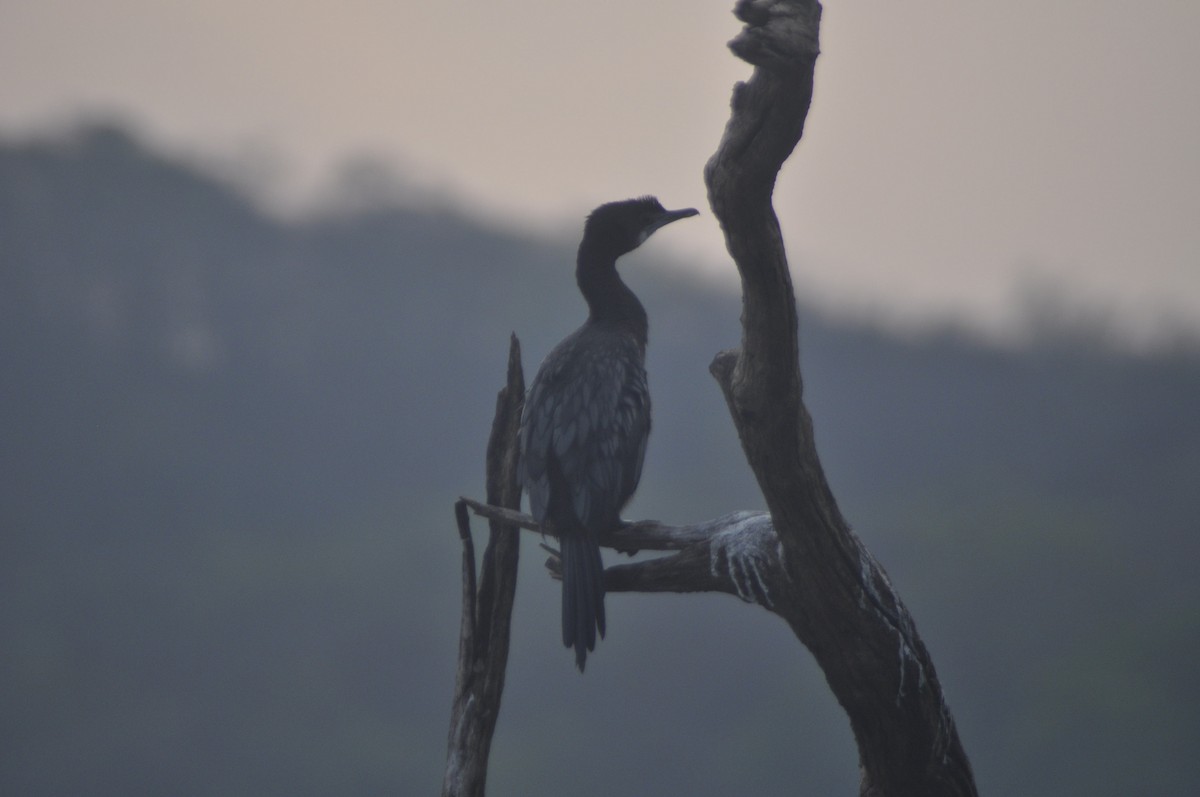 Little Cormorant - Anirudh Nayak