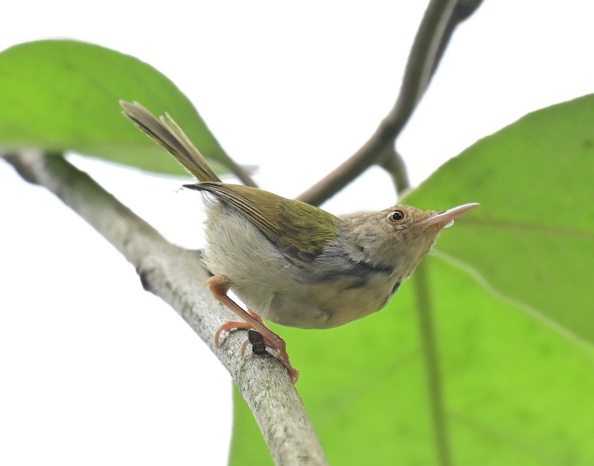 Common Tailorbird - ML617088122