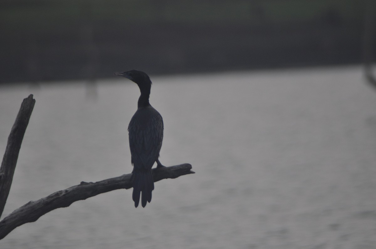 Little Cormorant - Anirudh Nayak