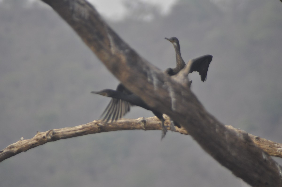 Indian Cormorant - Anirudh Nayak