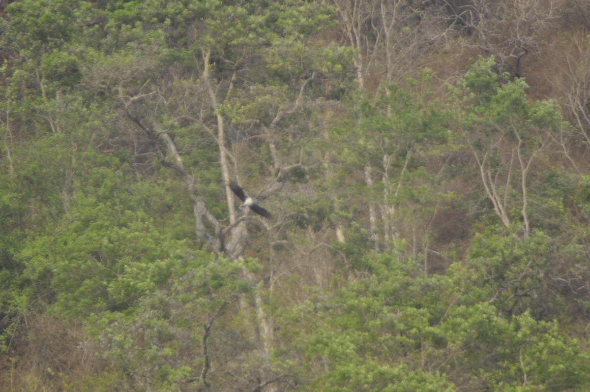 Bonelli's Eagle - Anirudh Nayak
