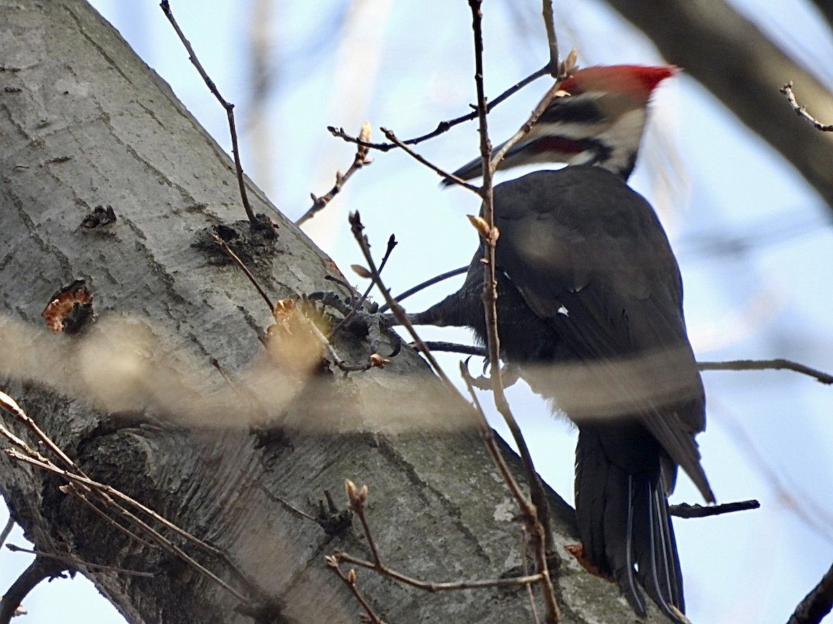 Pileated Woodpecker - ML617088161