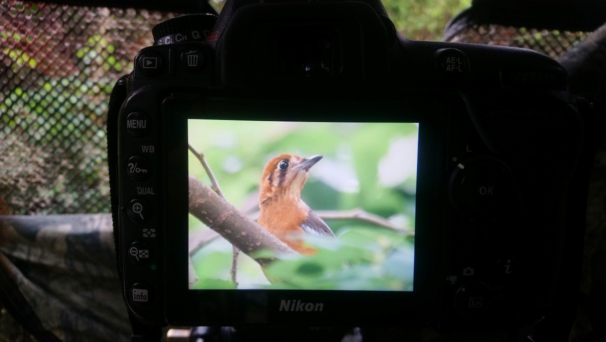 Orange-headed Thrush - 張 俊章