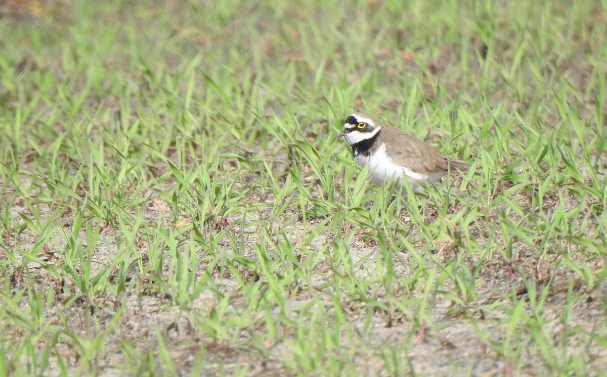 Little Ringed Plover - ML617088171